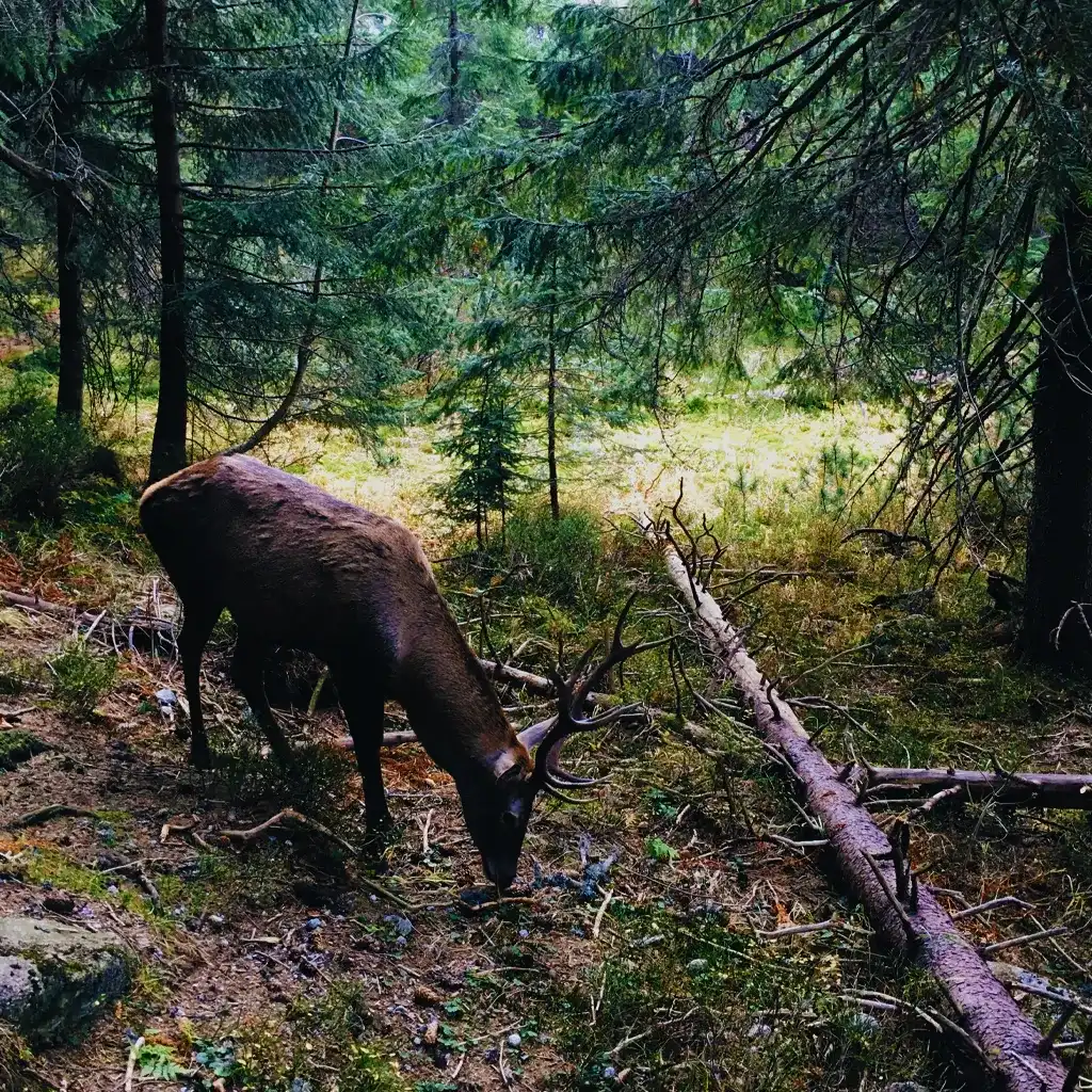 Deer Hunting Season - Prince Gallitzin State Forest - Alleghenies, PA