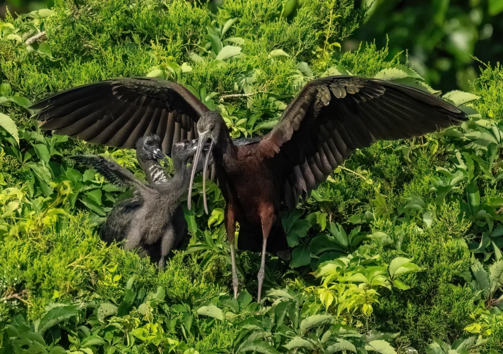 Glendale Valley is Home to a Diverse Array of Bird Species