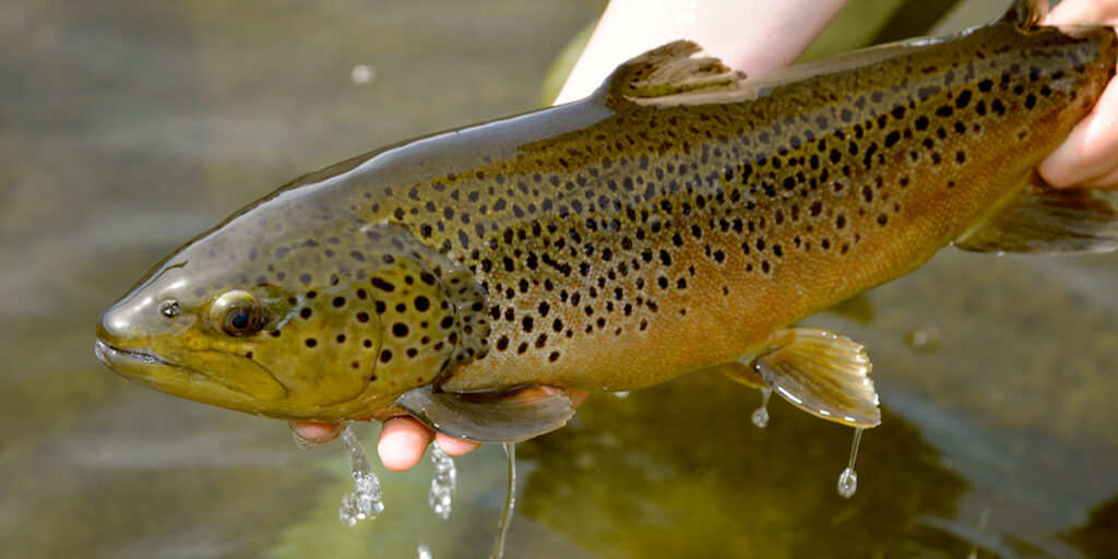 2025 Trout Season In Central, PA