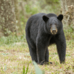 wildlife in central pa