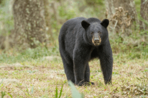 wildlife in central pa